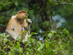 Proboscis monkey in Borneo.