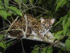 Leopard cat in Borneo.