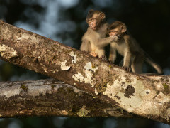 Long-tailed macaque in Borneo.