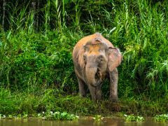 Pygmy elephant in Borneo