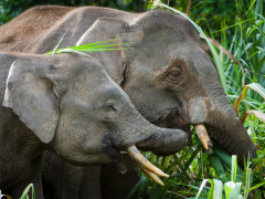Pygmy elephant in Borneo.