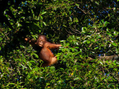 Orangutan at Kinabatangan River, Borneo.