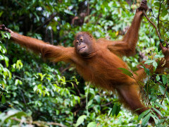 Orangutan in Borneo