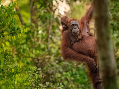 Orangutan and baby in Borneo