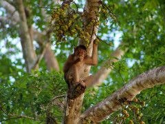Pig-tailed macaque at Kinabatangan River, Borneo.