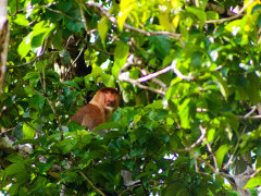 Proboscis monkey in Borneo.