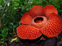 Rafflesia flower in Borneo