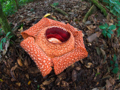Rafflesia flower in Borneo.