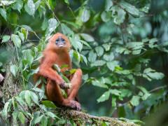Red-leaf monkey in Borneo.