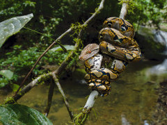 Reticulated python in Borneo.