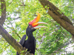 Rhinoceros hornbill in Borneo