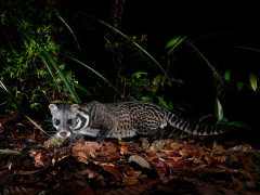 Malay civet in Borneo.