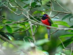 Scarlet-rumped trogon in Borneo.