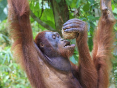 Orangutan in Sepilok Forest Reserve, Borneo