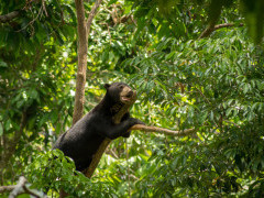 Sun bear in Borneo