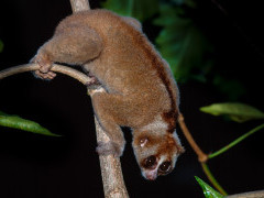 Slow loris in Borneo.