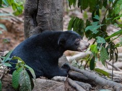 Sunbear in Borneo.