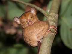 Western tarsier in Borneo.