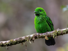 Whitehead's broadbill in Borneo