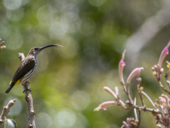 Whitehead's spiderhuter in Borneo