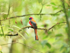 Whitehead's trogon in Borneo