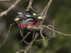 Broadbill in Borneo.