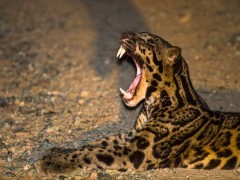 Leopard cat in Borneo.