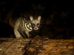 Malay civet in Borneo