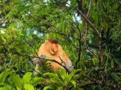 Proboscis monkey in Borneo.