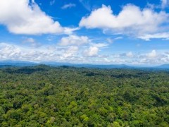 Rainforest canopy in Borneo.