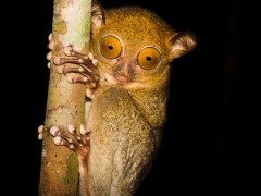 Tarsier in Borneo.