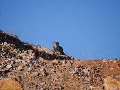 Pallas's cat in Sichuan, China.