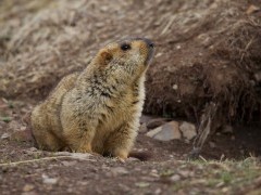 Himalayan marmot in Sichuan, China.