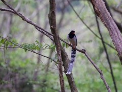 Red-billed blue magpie in Sichuan, China.