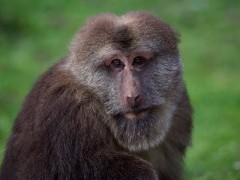 Tibetan macaque in Sichuan, China.