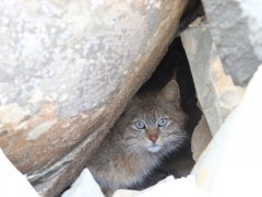 Chinese mountain cat in Sichuan, China