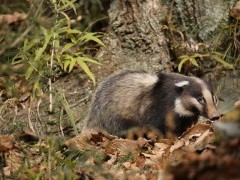Hog badger in Sichuan, China