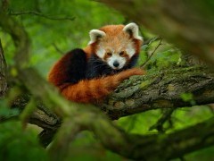 Red panda in Sichuan, China