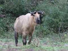 Takin in Sichuan, China