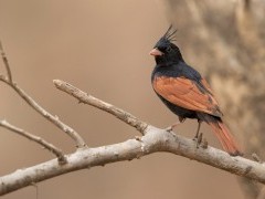 Crested bunting