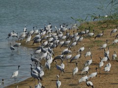 Demoiselle cranes in Gujarat, India.