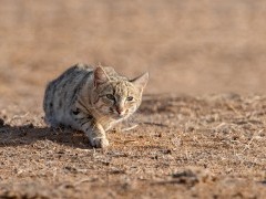 Desert wildcat in Gujarat, India.
