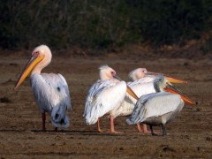 Great white pelicans in Gujarat, India.