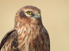 Juvenile Montagu's harrier in Gujarat, India.