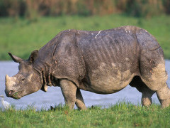 A one-horned rhino in Kaziranga National Park. 