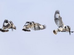 Pied kingfisher in Satpura National Park.