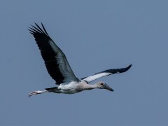 Asian openbill in Sultanpur Bird Sanctuary, India
