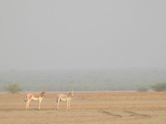 Asiatic wild ass in India.