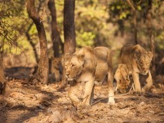 Asiatic lion in Gujarat state, India