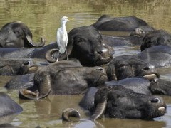 Asiatic water buffalo in Gujarat state, India